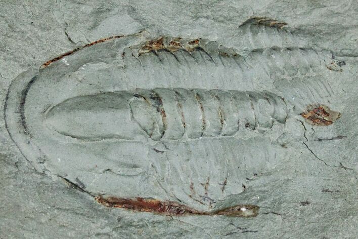 Cambrian Trilobite (Longianda) With Pos/Neg - Issafen, Morocco #170770